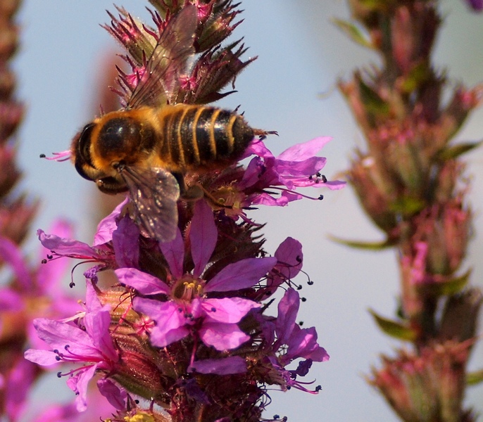 Megachile sp.